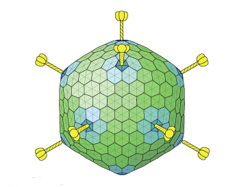 Which of the following viruses show genetic change similar to influenza virus?