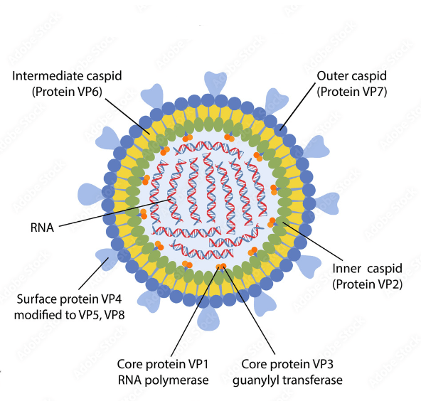 Which of the following viruses show genetic change similar to influenza virus?